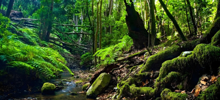 Parques Nacionales y Naturales de España