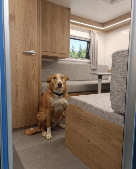 viajar con perro en minicaravana con una cama cómoda y acceso fácil